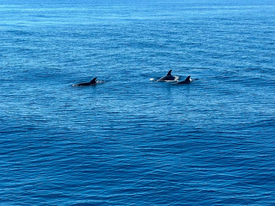 Dolphins Beside Kos Pearl Cruise Aegean