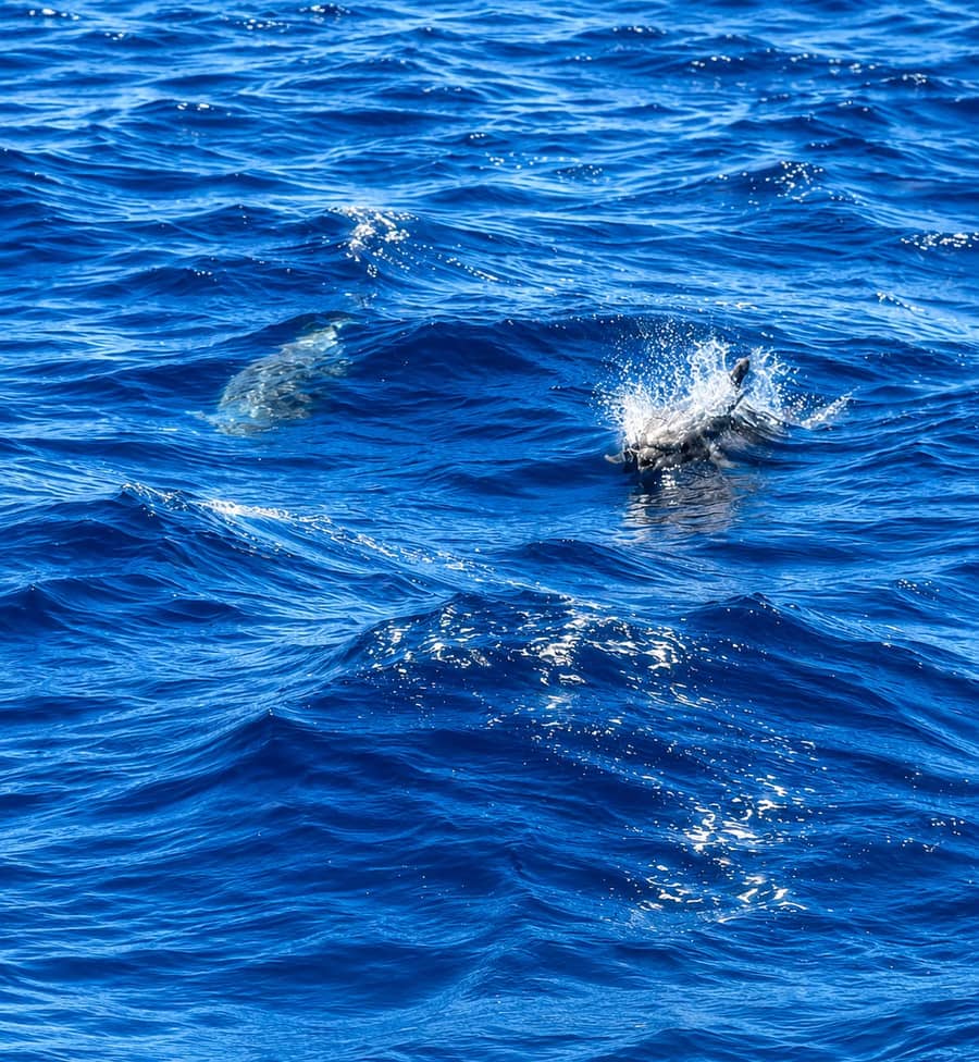 Dolphins Aegean Sea Kos Cruise